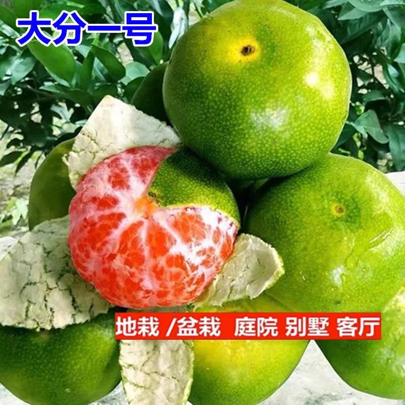 大分一号柑橘树苗果树苗当年结果地载盆栽南北方种植嫁接苗蜜桔树