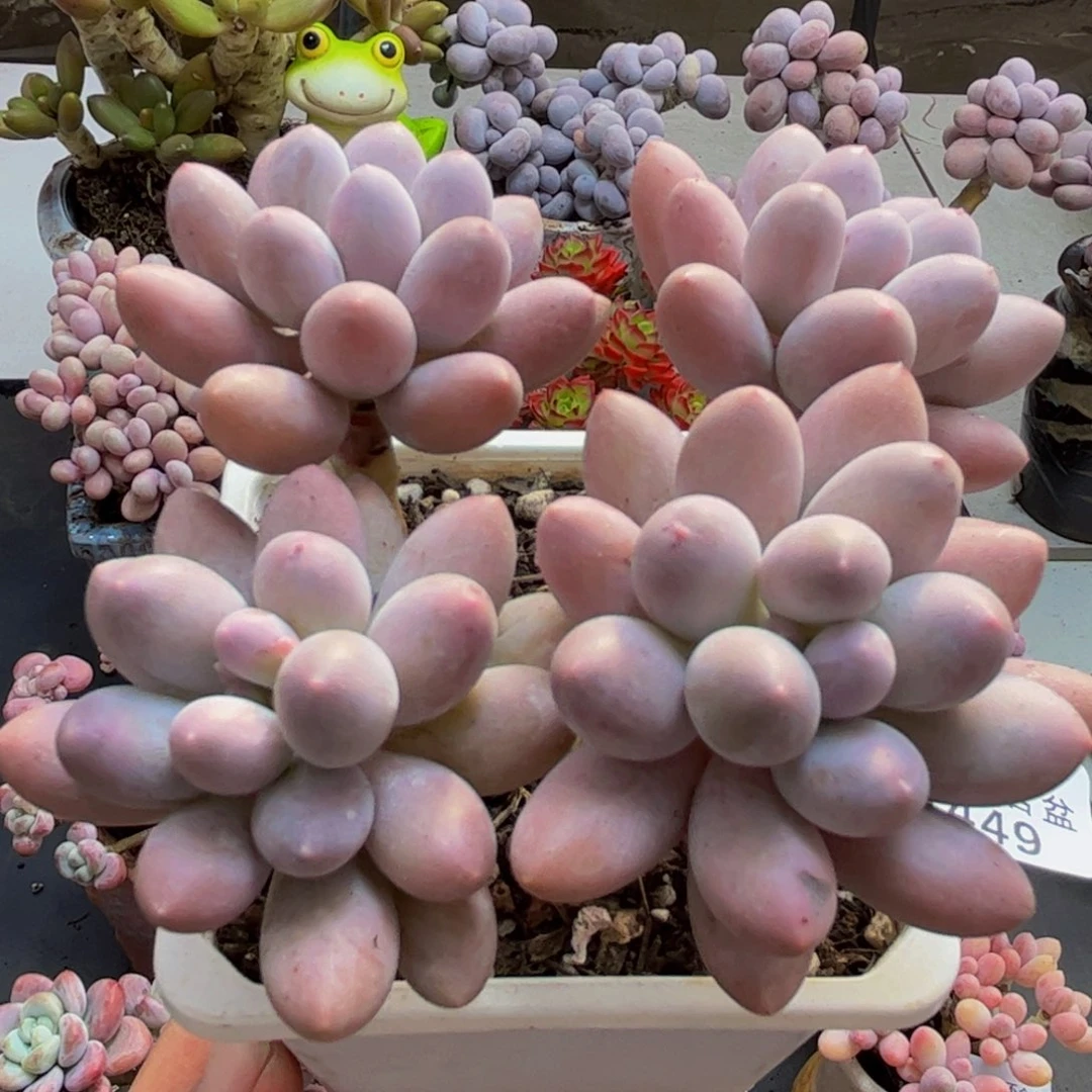 449/8cm汤圆奶酪多肉植物