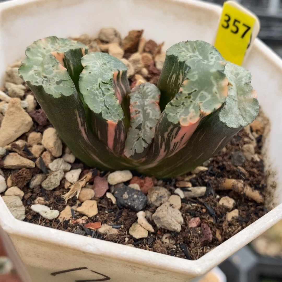 357号北斋玉扇锦多肉植物