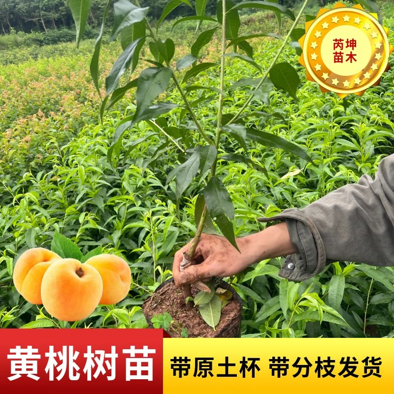 【带花带土发货】黄桃树苗锦绣黄桃嫁接桃树盆栽地栽果苗南北方种植