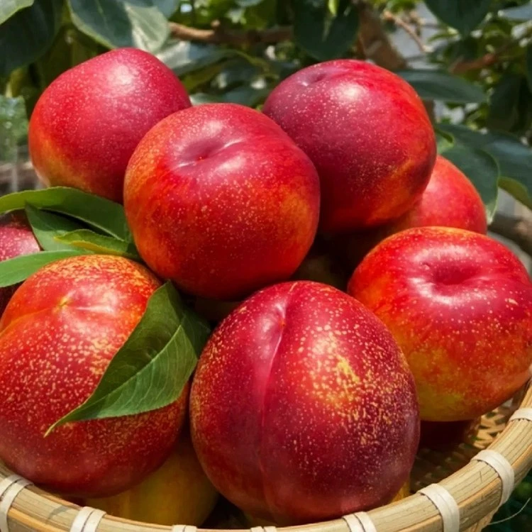 黄心油桃黄肉脆甜桃2斤/4斤