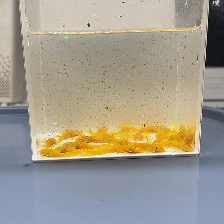 清道夫鱼24k大号帆20条开箱视频报损