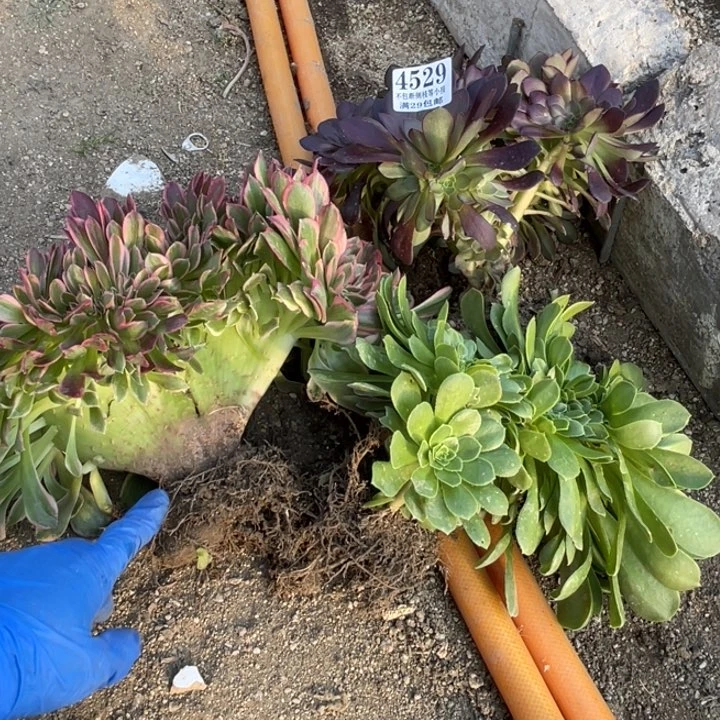 猪**手529号缀化3颗多肉