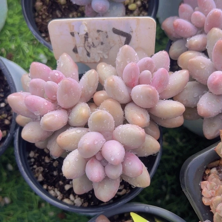 健健康康平平安安