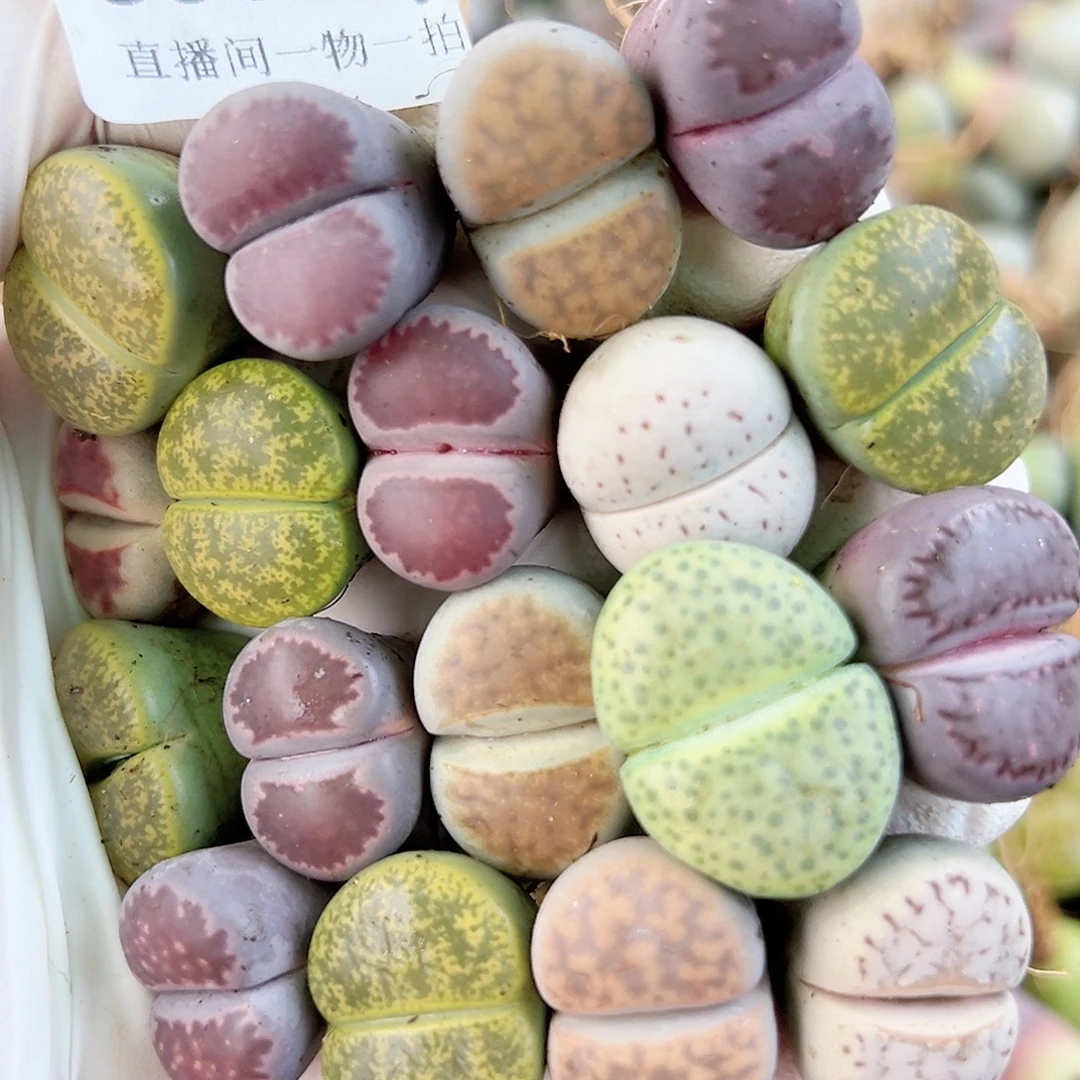 8530 好养易活生石花大母本18个