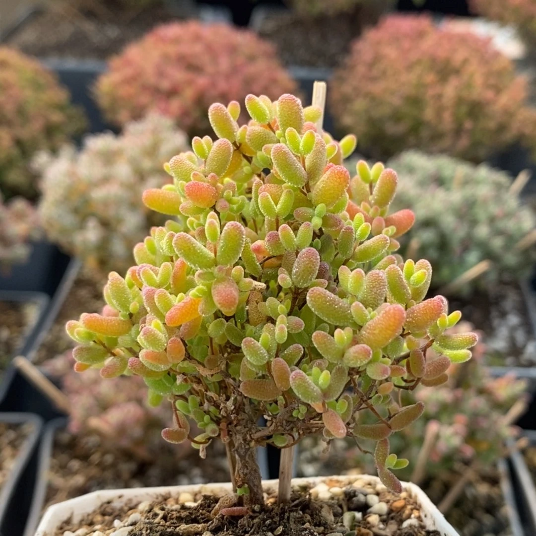 蜜橘糖球6996枝干番杏