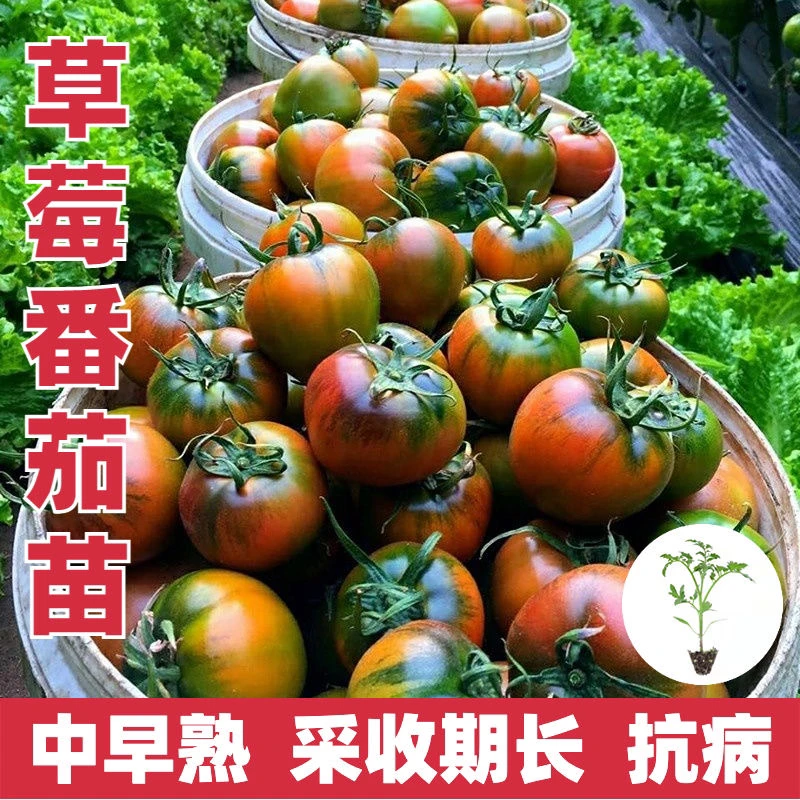 草莓番茄苗 高产春播西红柿苗黑色蔬菜苗秧苗阳台盆栽