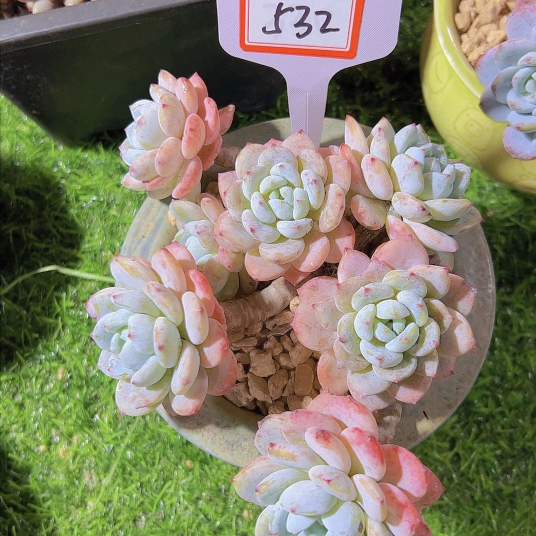 ?***?532冷香19.8元元元