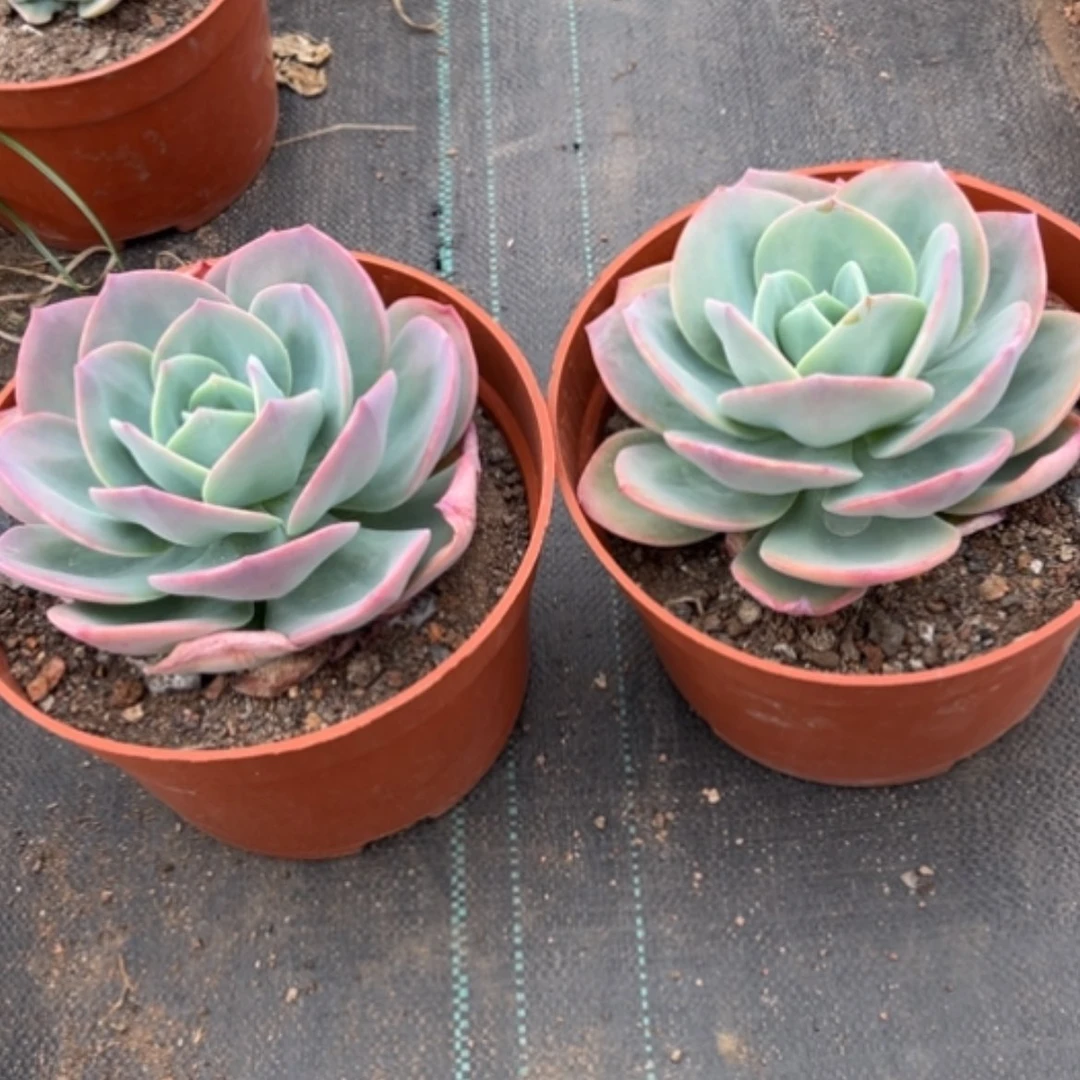 【闪购商品】银*白凤