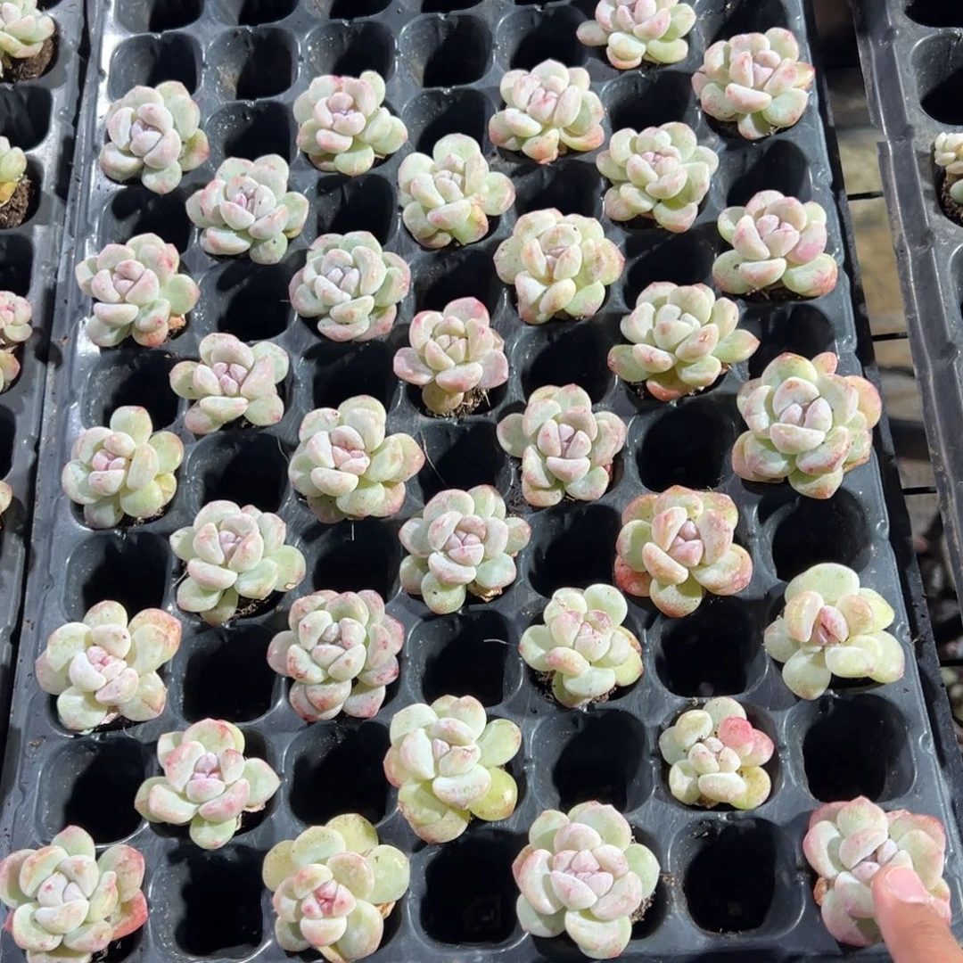 单头冰玉石化到手3颗 大小4cm 量拍多肉满18包邮