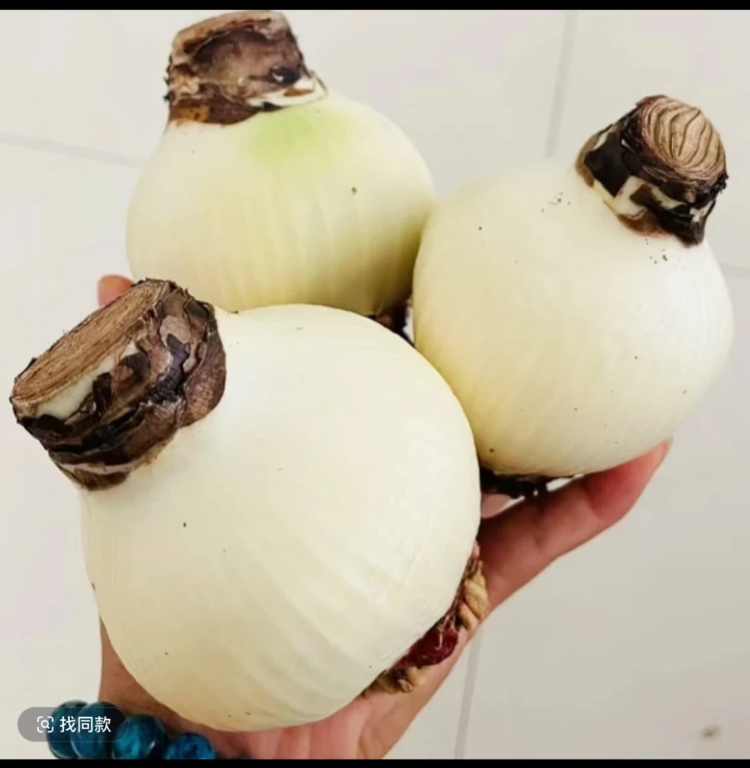 三颗品种不调换】朱顶红种球大球7-8