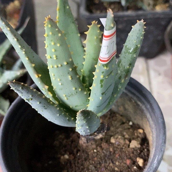 完美主义者勿拍二岐芦荟