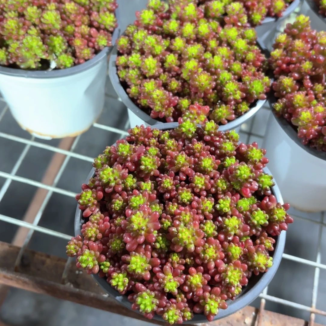 浆果多肉11㎝盆带盆发货