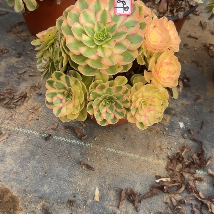 6-89雨禾多肉不包售后