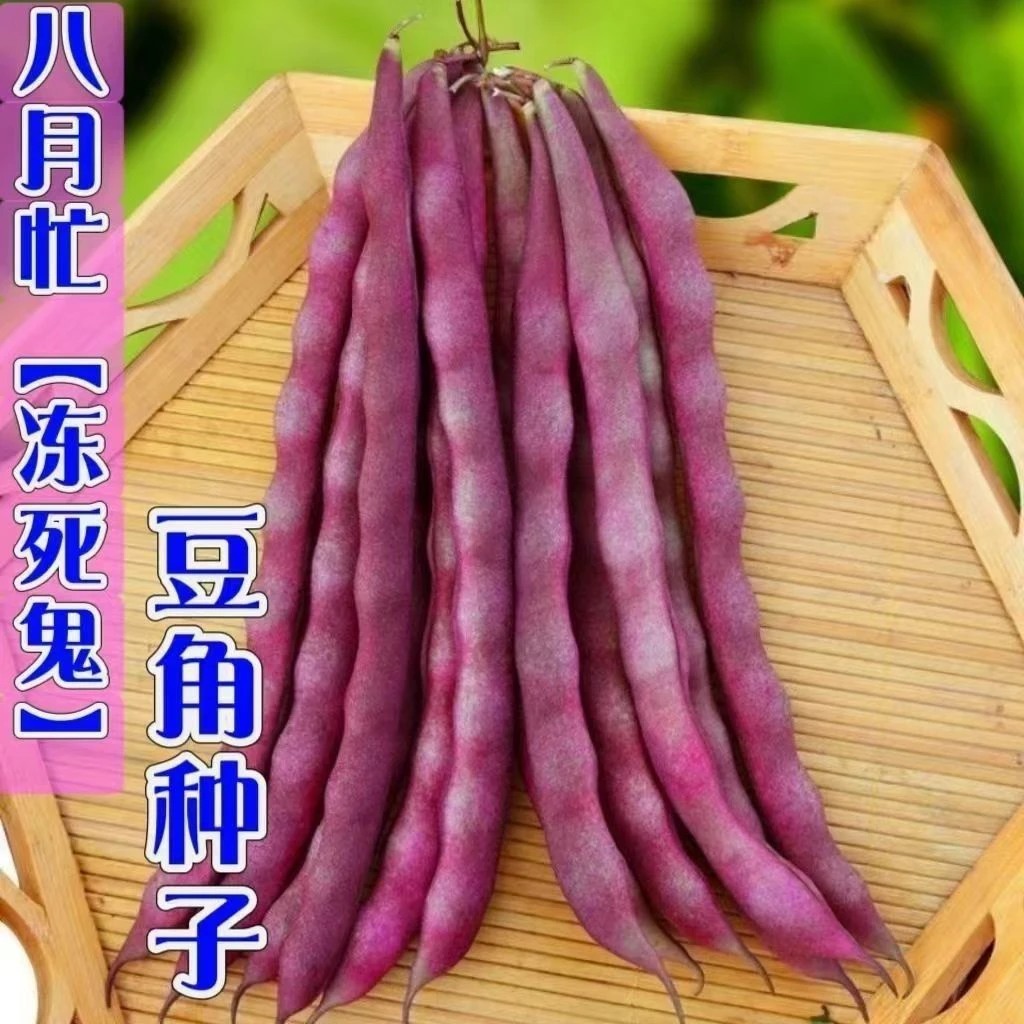 八月忙冻死鬼豆角种子耐寒耐热高产无筋豆角红色四季豆芸豆种子YL