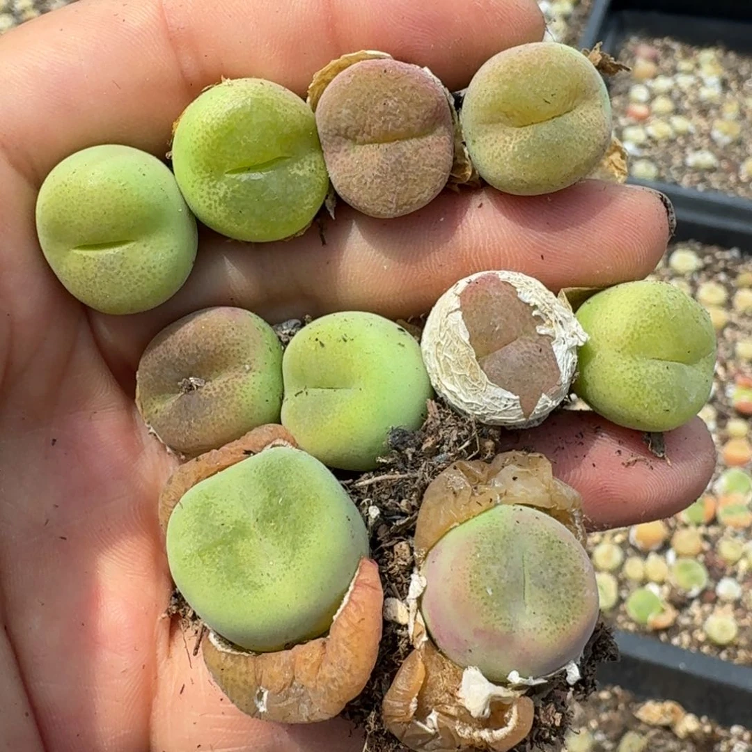 1318十颗福利出大翠光