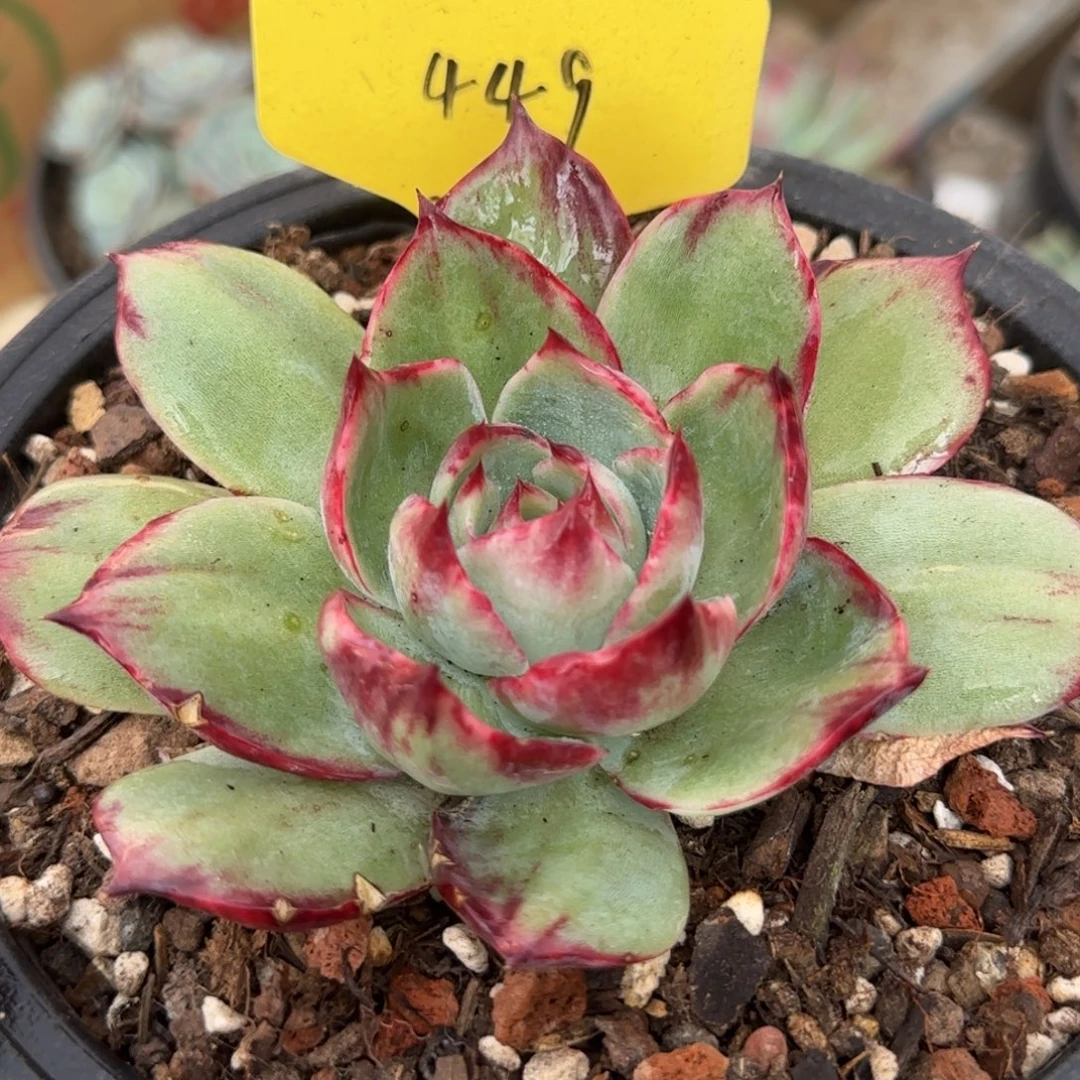 惊鸿一物一拍包装收缩花旱449