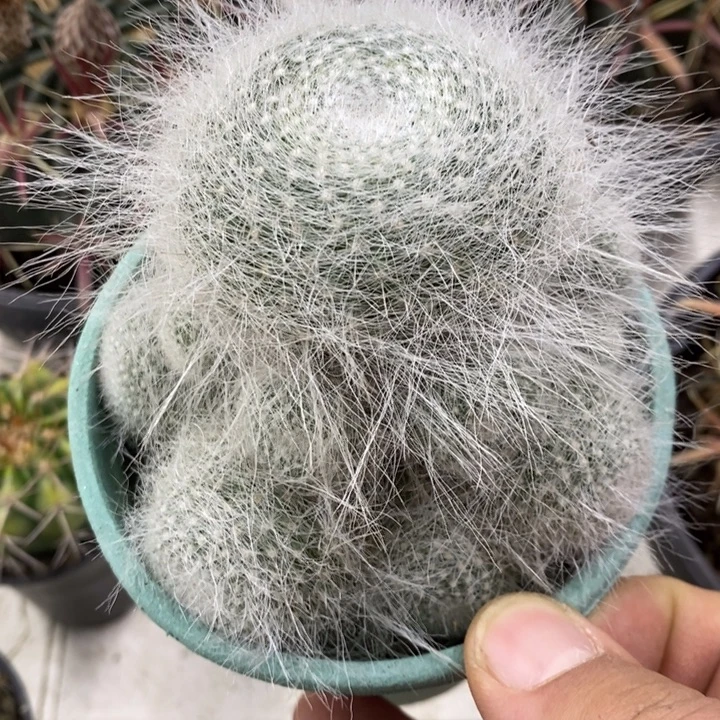 雪原玉翁大号特价福利