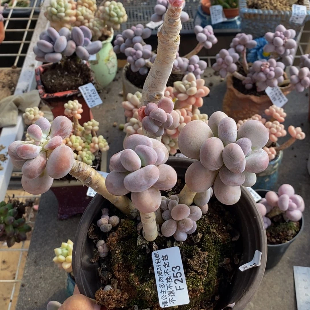 橙奶253/10vm多肉