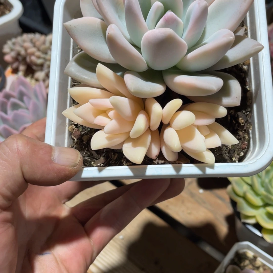 蒋*行淘多肉奥普锦一个