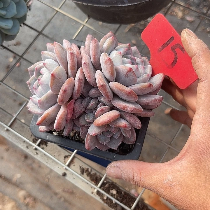 .***宁两单包邮，一物一拍15