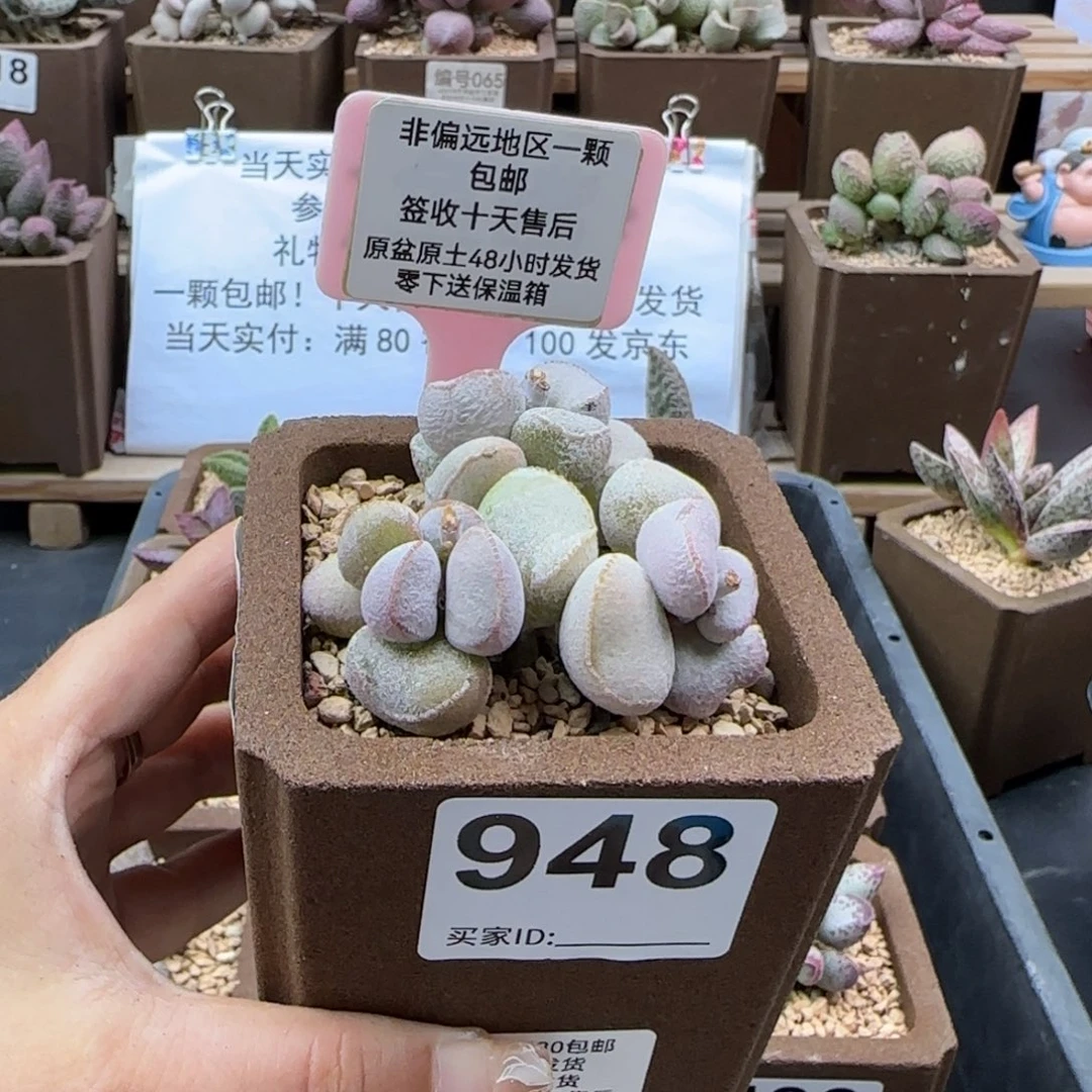小**?948硬叶白蛋多肉植物