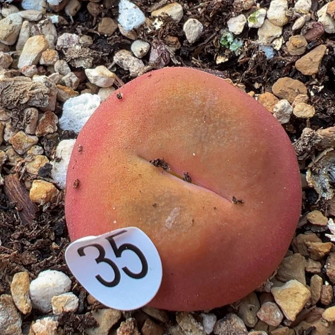 多肉植物111111111111111科