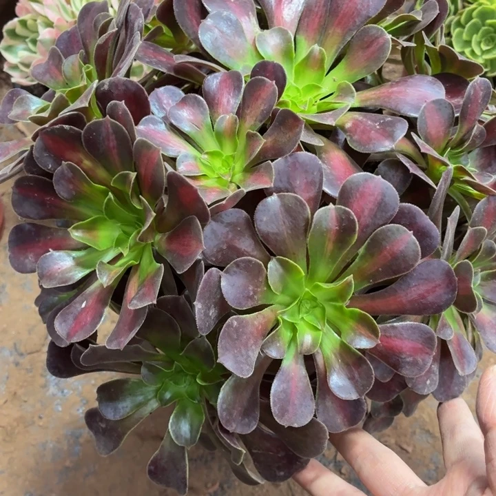 花纳大绣球脱土发货