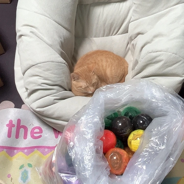 1***打扭蛋随机扭蛋随机