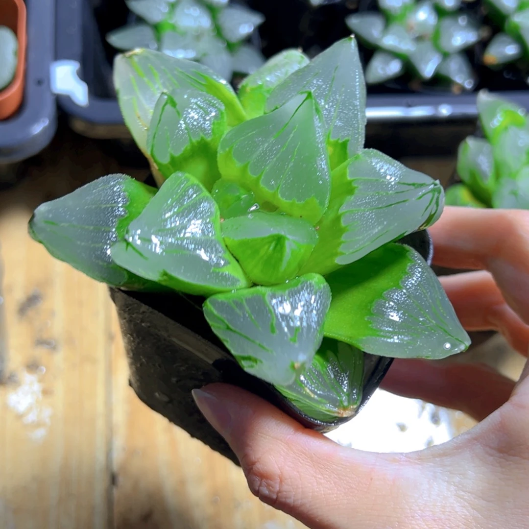 巨大化冰城寿玉露1