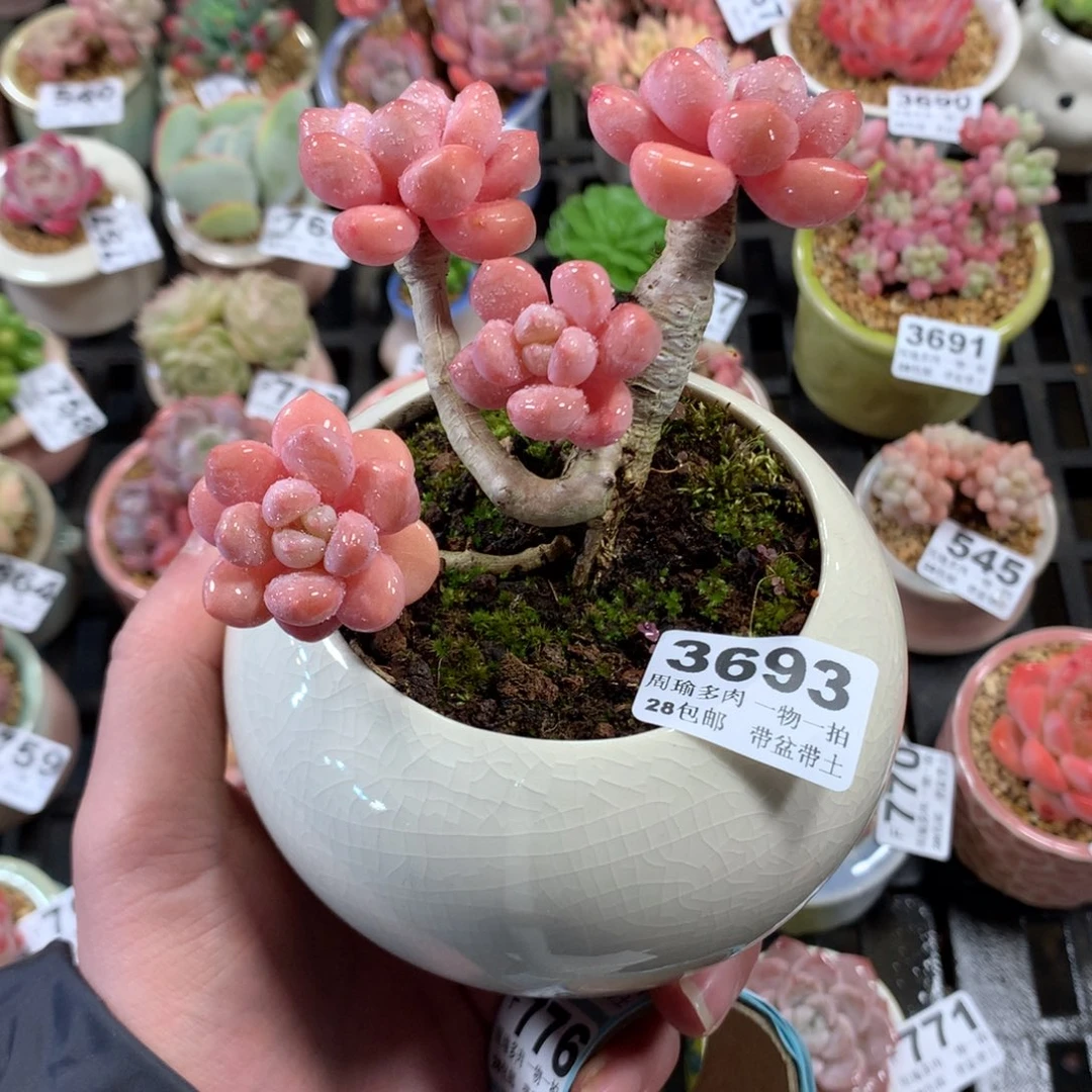 5厘米盆精控多肉3693