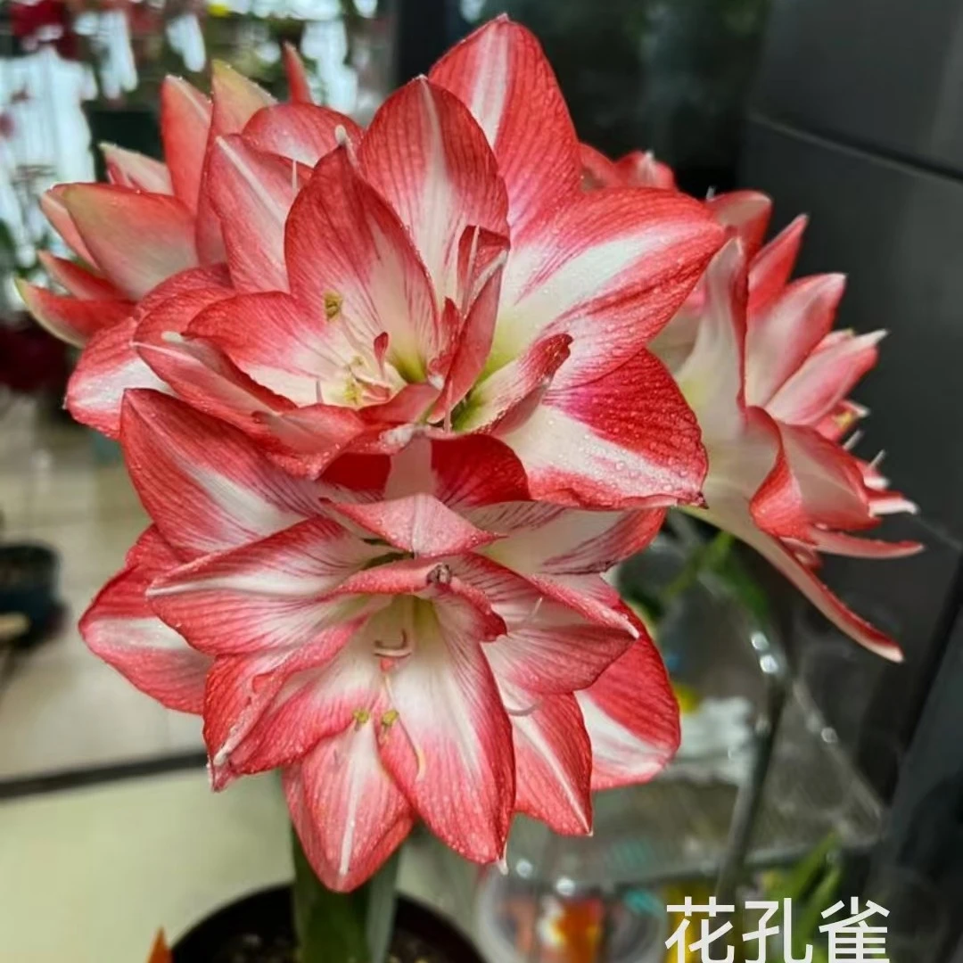 花孔雀大球，形似孔雀开屏，白里透红