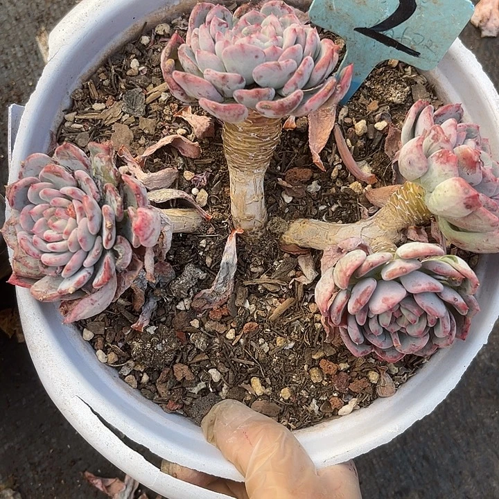 两单包邮，一物一拍2玛瑙