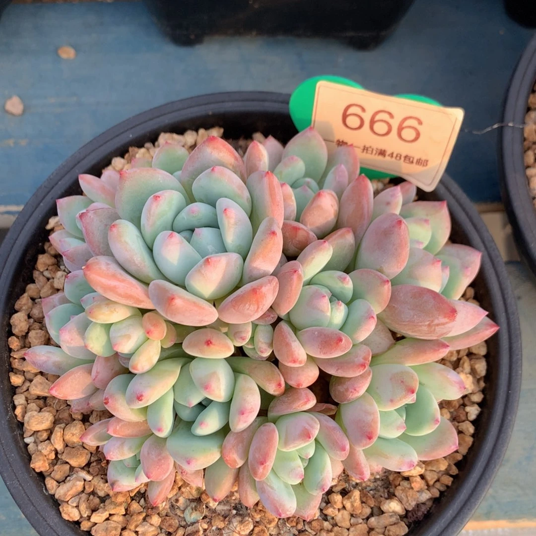 大叶望舒老桩平头666