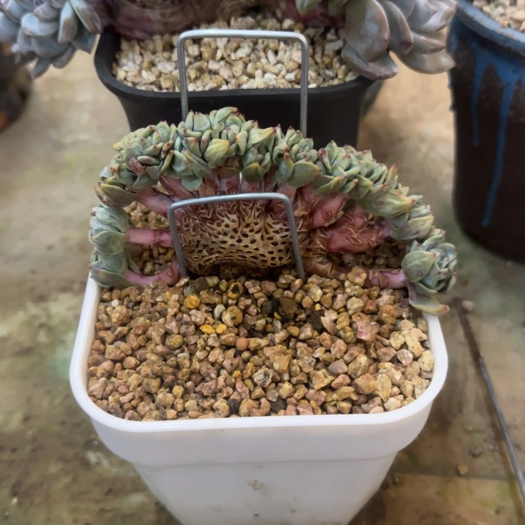 风*姐多肉植物一物一拍