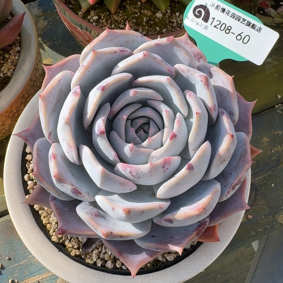 从前慢多肉精选编号1208.60