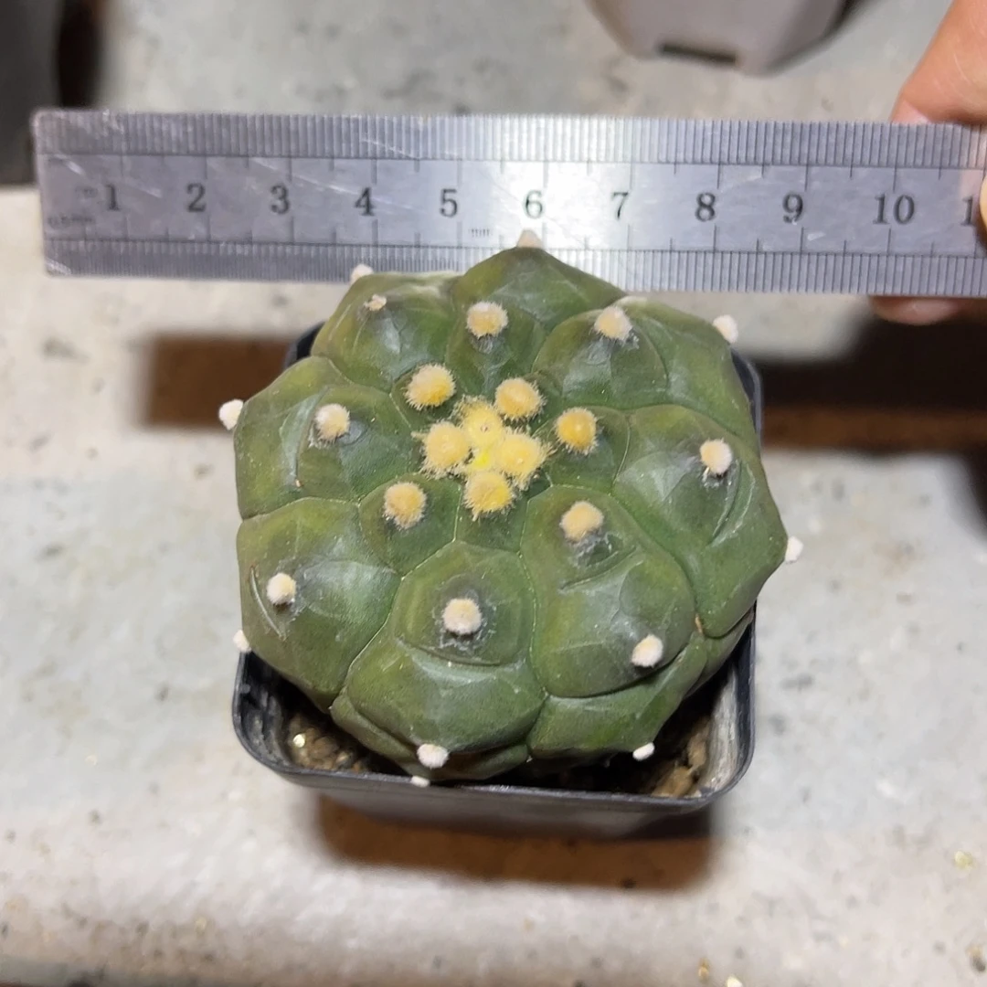 实生龟甲兜一物一拍