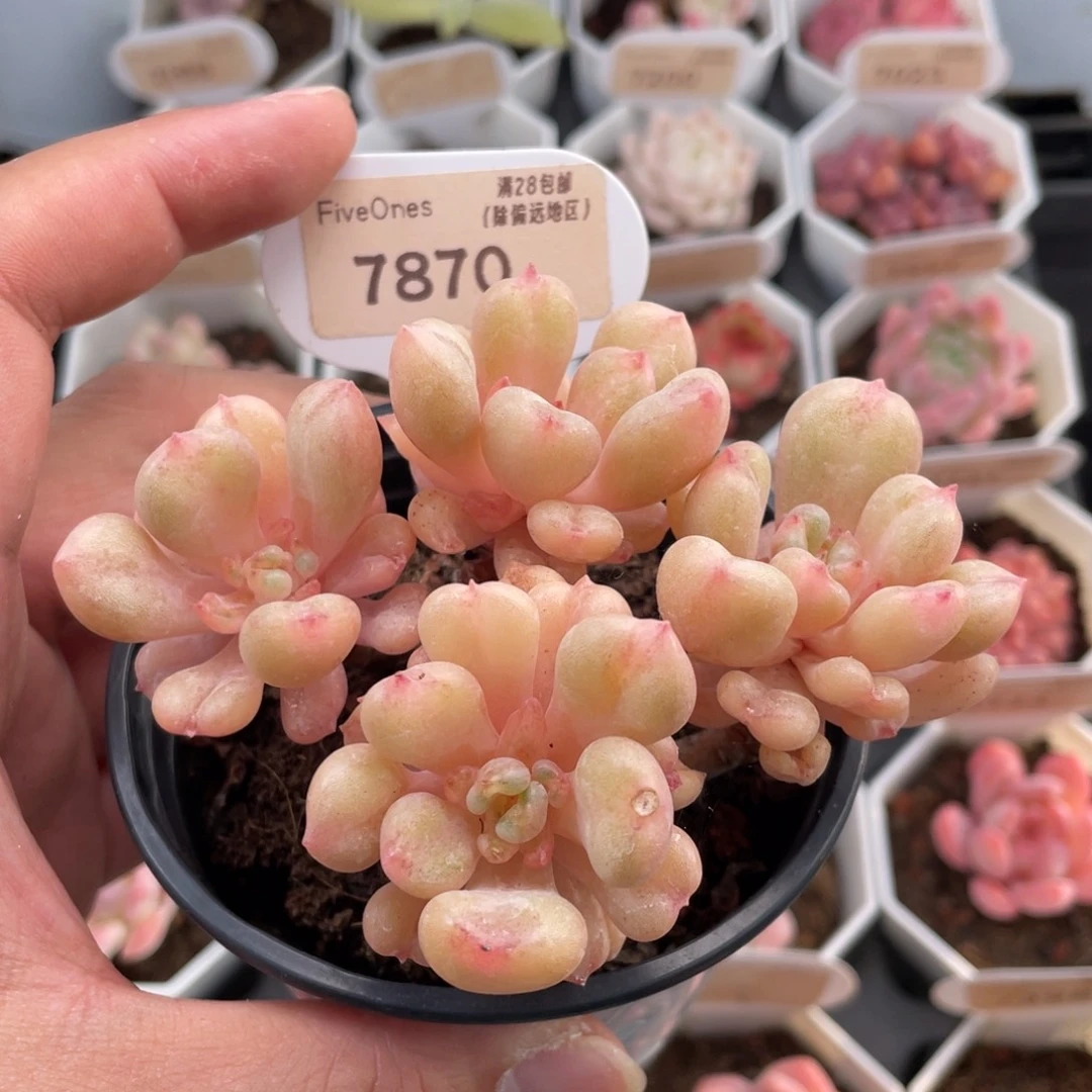 比尔盖茨7870-10厘米