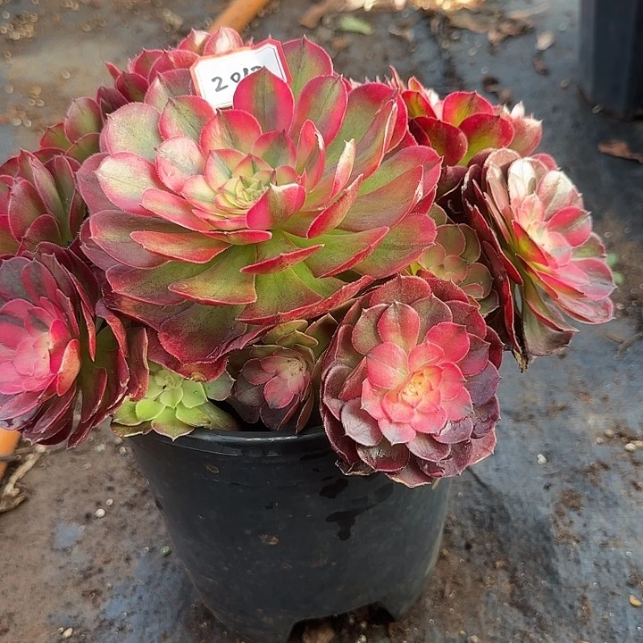 精品多肉植物2012