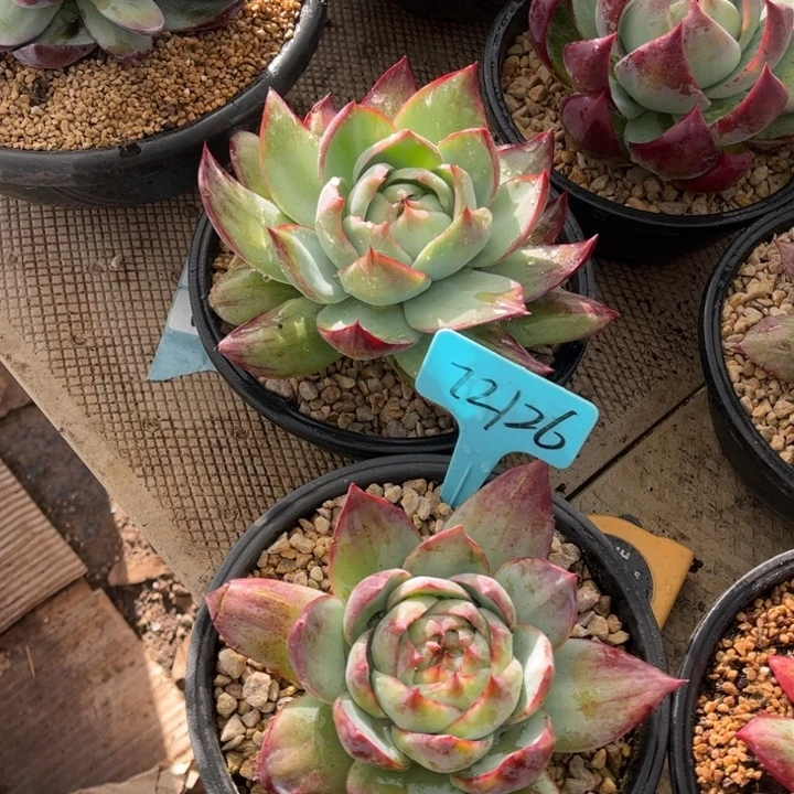 惊鸿仙子一物一拍