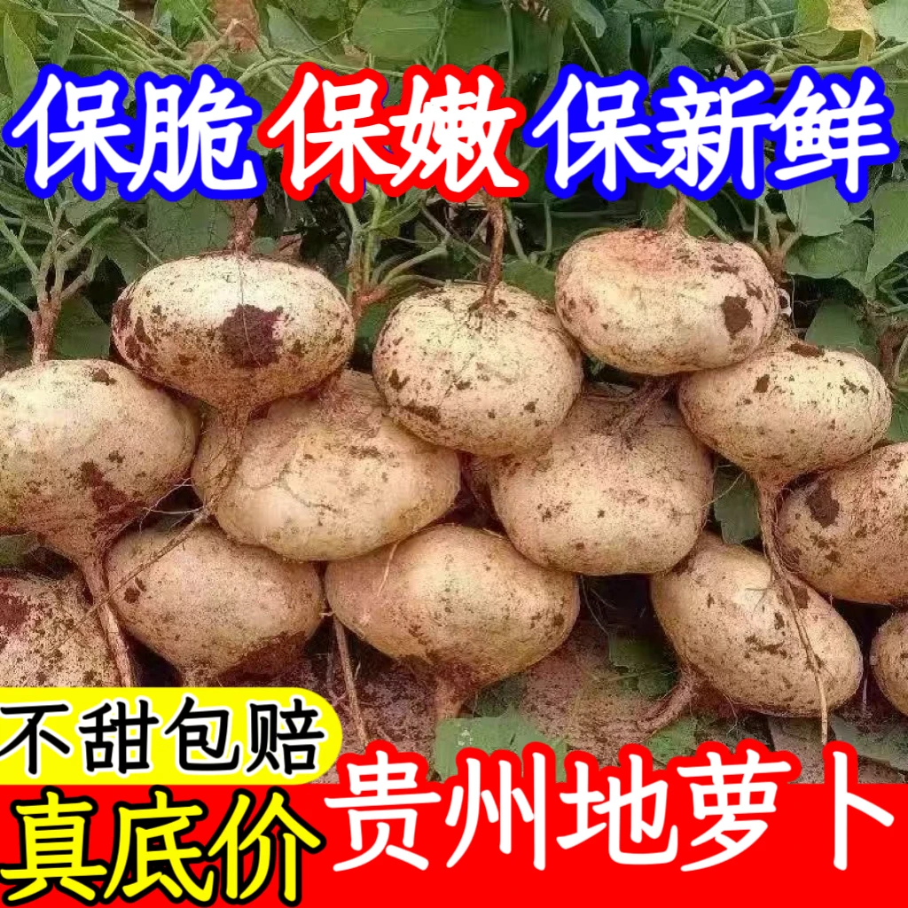 【贵州地萝卜】新鲜凉薯现挖超甜白土瓜农家种植豆薯地萝卜沙葛红薯