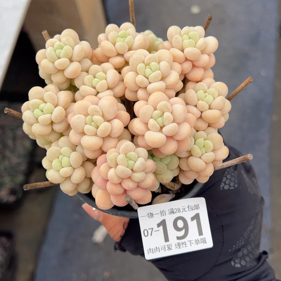 ?***儿洛可可多肉多肉多肉多肉