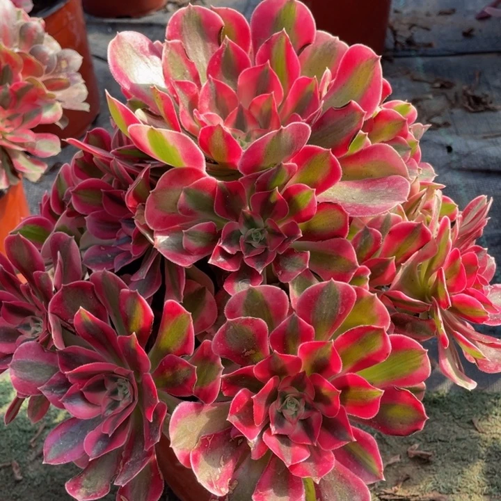 254粉女巫精品法师多肉