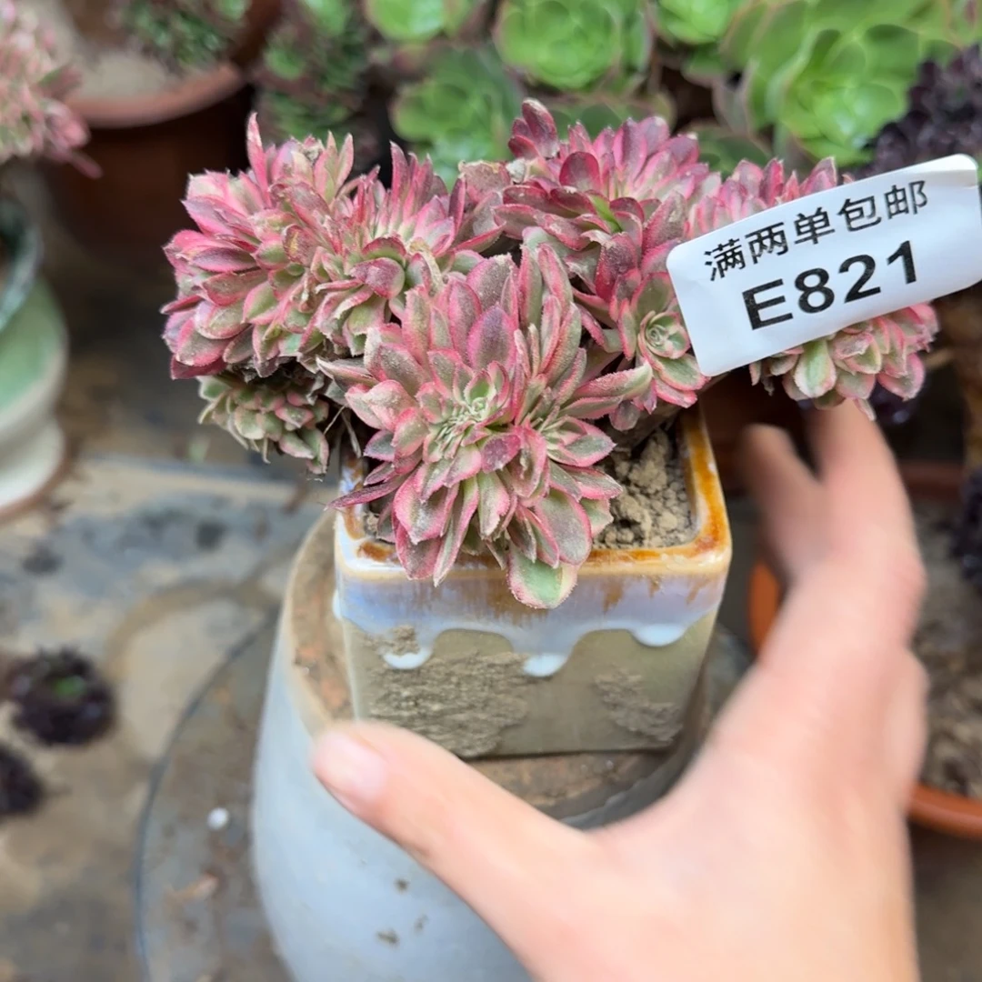821荔枝缀化法师多肉