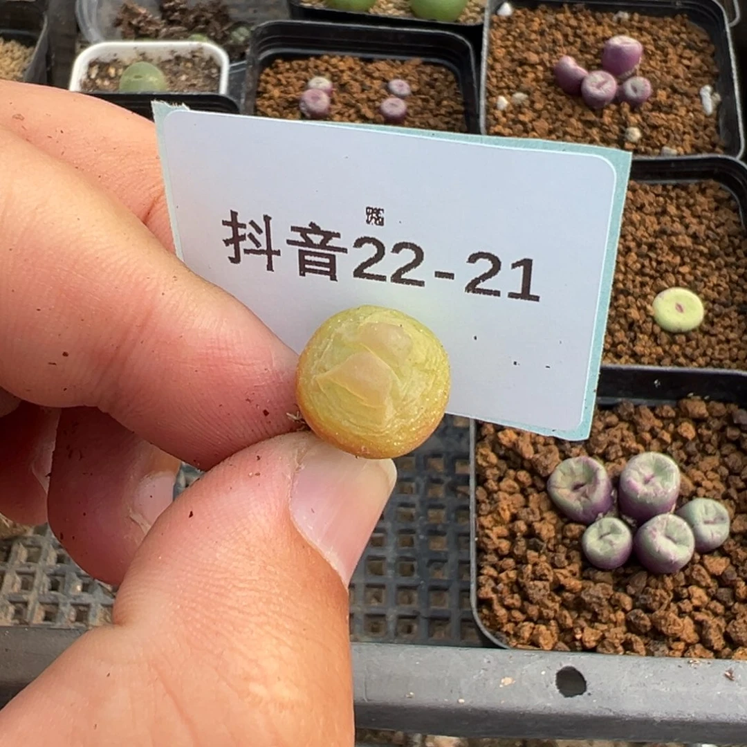 祁*@22-21拉登多肉植物