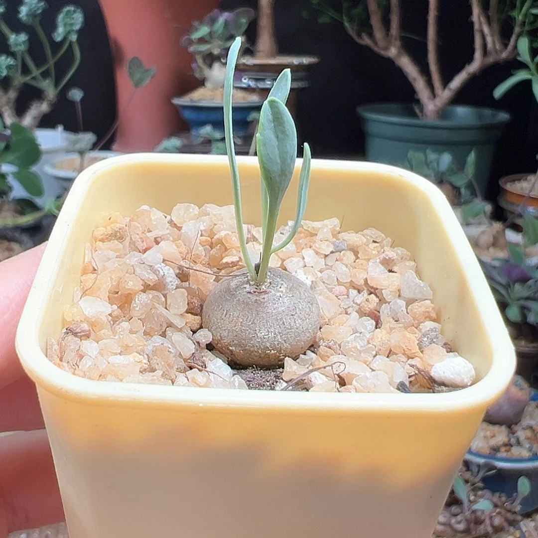 开普敦厚敦菊带盆包邮