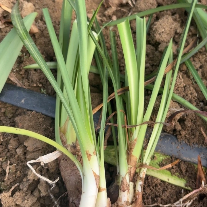 无花朵火凤凰肋线品种包对版
