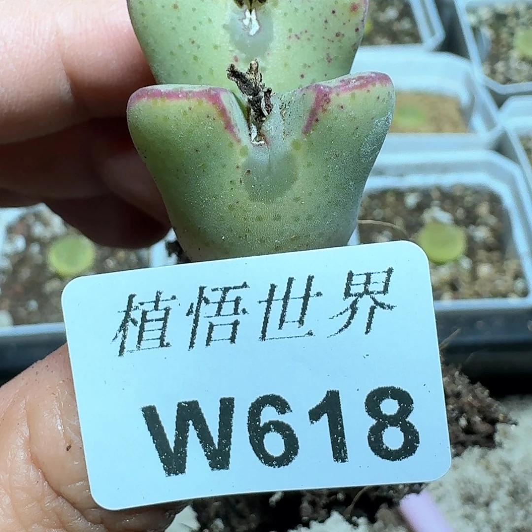 618盒多肉植物哇f c