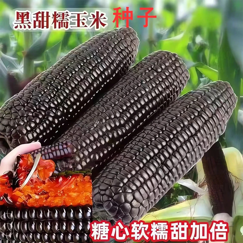 高产早熟黑糯玉米种子甜黑糯玉米黑玉米种子苞米种子甜糯玉米种孓