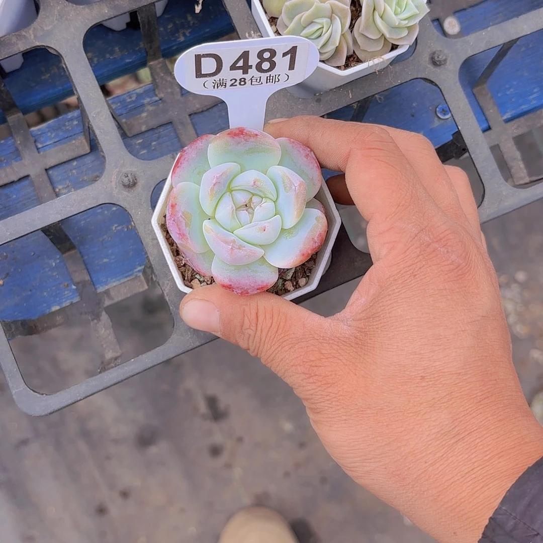 ?****…D481冰玉杂交一物一拍